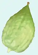 希臘枸櫞（英语：）Greek citron
