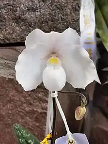 雪白兜蘭Paphiopedilum niveum