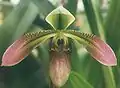 卷萼兜兰Paphiopedilum appletonianum