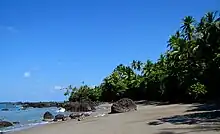  有棕榈树的海洋海滩