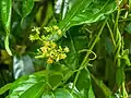 Parsonsia straminea（英语：）