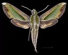 Pergesa acteus ♂