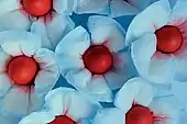 她們成長的禮物 1 （1996）作品圍繞女性的負擔－月經及懷孕
