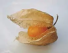 燈籠果Cape gooseberry