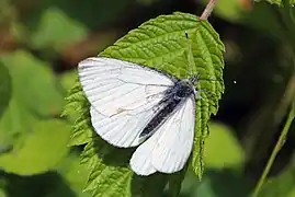 Pieris marginalis