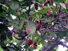 蘋婆Chinese chestnut