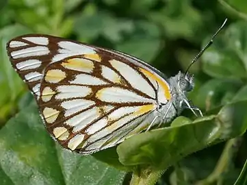 金貝粉蝶Belenois aurota
