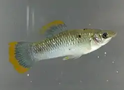 黑花鱂
