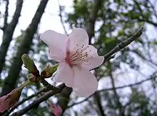 櫻花