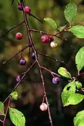 傘花李Flatwoods plum