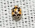 十二點瓢蟲 Psyllobora vigintimaculata