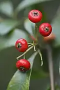 火棘Chinese firethorn