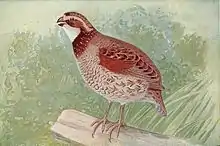 褐色蓝胸鹑（Synoicus ypsilophorus）