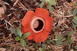 大王花