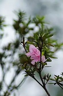 烏來杜鵑