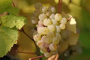 「麗絲玲」'Riesling' Grape