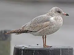第一年冬季