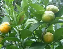 臺灣香檬Taiwan tangerine