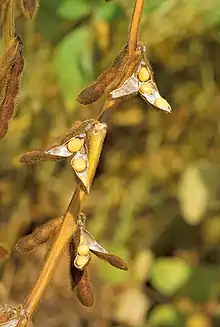 黄豆