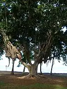 Tree with closeup of branches and trunk