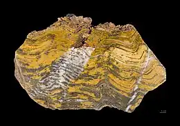 最古老的生命形式之一，古太古代时代的叠层石- 3,600到3,200百万年前 (Mya)