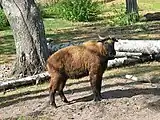 芬蘭赫尔辛基的赫爾辛基動物園其中的羚牛