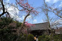 由於品種不同，天龍寺的櫻花通常較京都其他地區提早開花，而成為賞早櫻的知名勝地