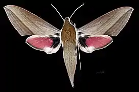♀ Theretra alecto'