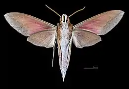 Theretra suffusa ♂ △