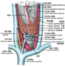 甲狀腺