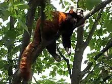 一只小熊猫睡在高高的树枝上,尾巴挂在身后,腿悬挂在树枝的两侧。