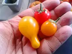 不同種類的櫻桃番茄