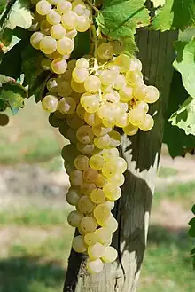 「白玉霓」'Trebbiano' Grape
