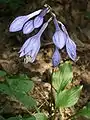 玉簪屬植物Hosta ventricosa