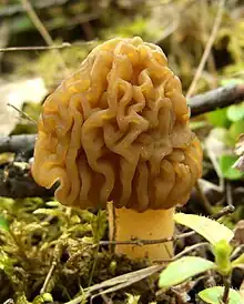 皺蓋鐘菌（鐘菌屬）