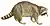 Common raccoon