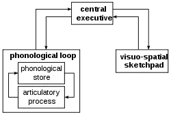 Working_memory_model.svg